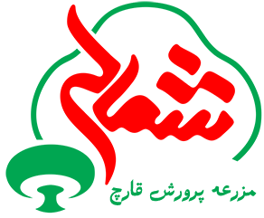 مزرعه تی تی قارچ شمالی